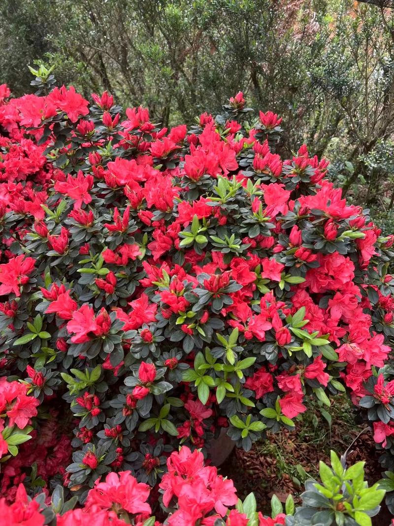 丹东-红珊瑚丹东杜鹃苗，耐寒耐热开花红色庭院园林