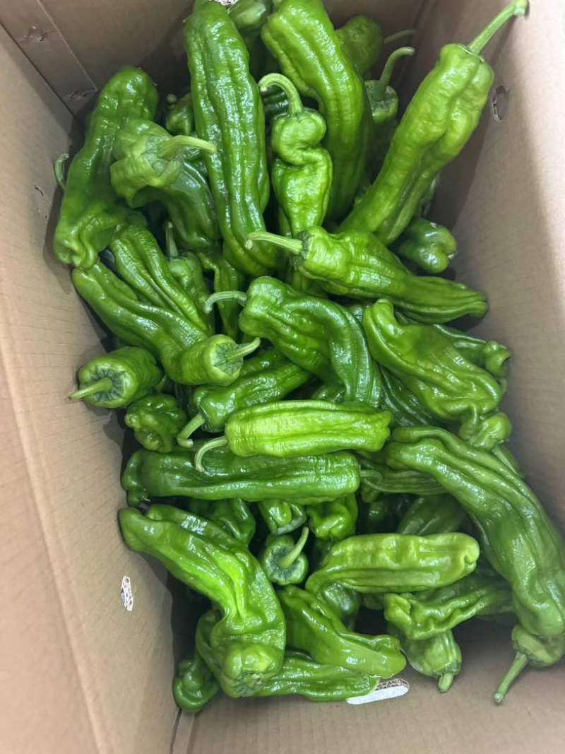 江苏淮安鲜辣椒，薄皮椒货源充足稳定可靠可签合同欢迎订购