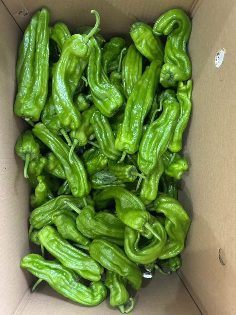 江苏淮安鲜辣椒，薄皮椒货源充足稳定可靠可签合同欢迎订购