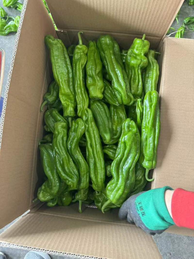 江苏淮安鲜辣椒，薄皮椒货源充足稳定可靠可签合同欢迎订购