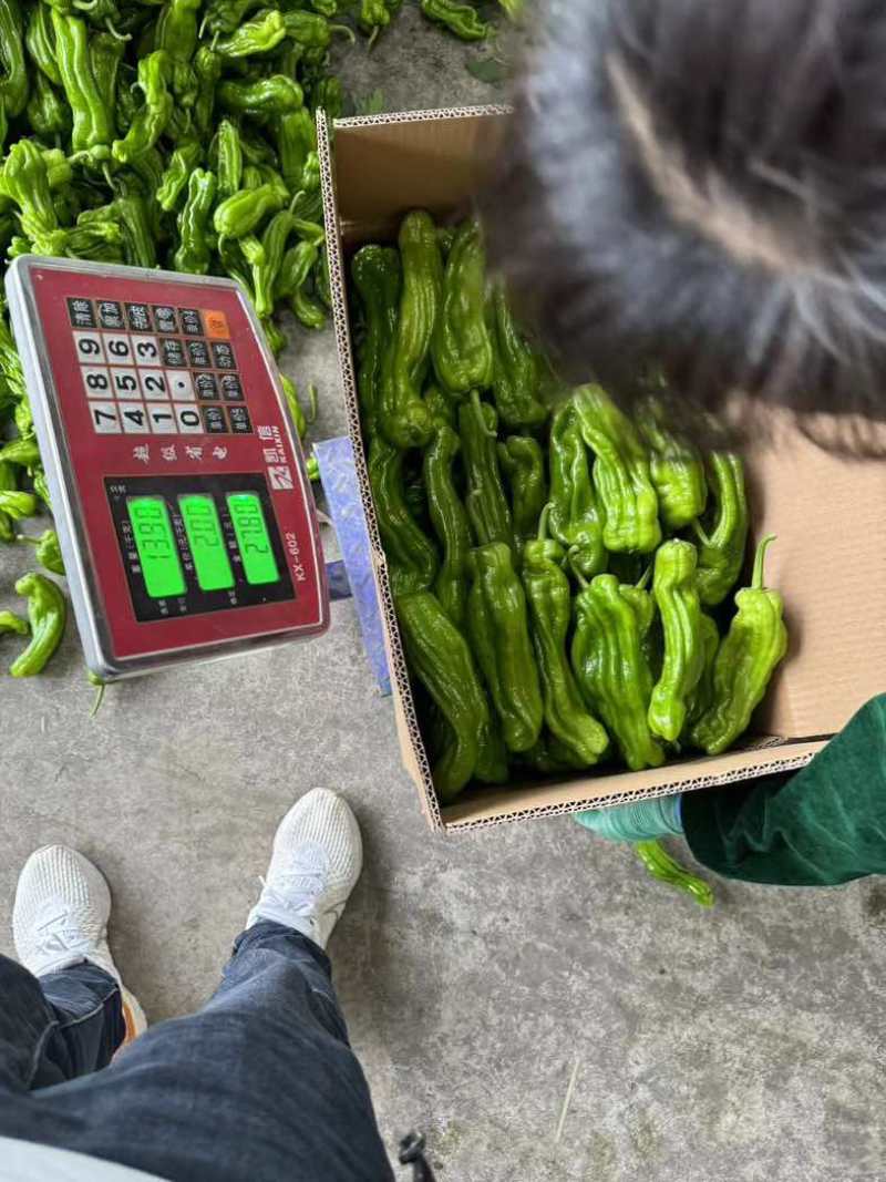 江苏淮安鲜辣椒，薄皮椒货源充足稳定可靠可签合同欢迎订购