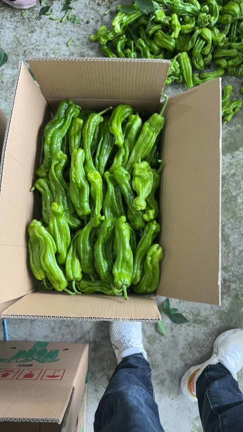 江苏淮安鲜辣椒，薄皮椒货源充足稳定可靠可签合同欢迎订购