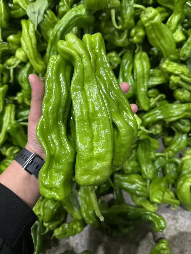 江苏淮安鲜辣椒，薄皮椒货源充足稳定可靠可签合同欢迎订购