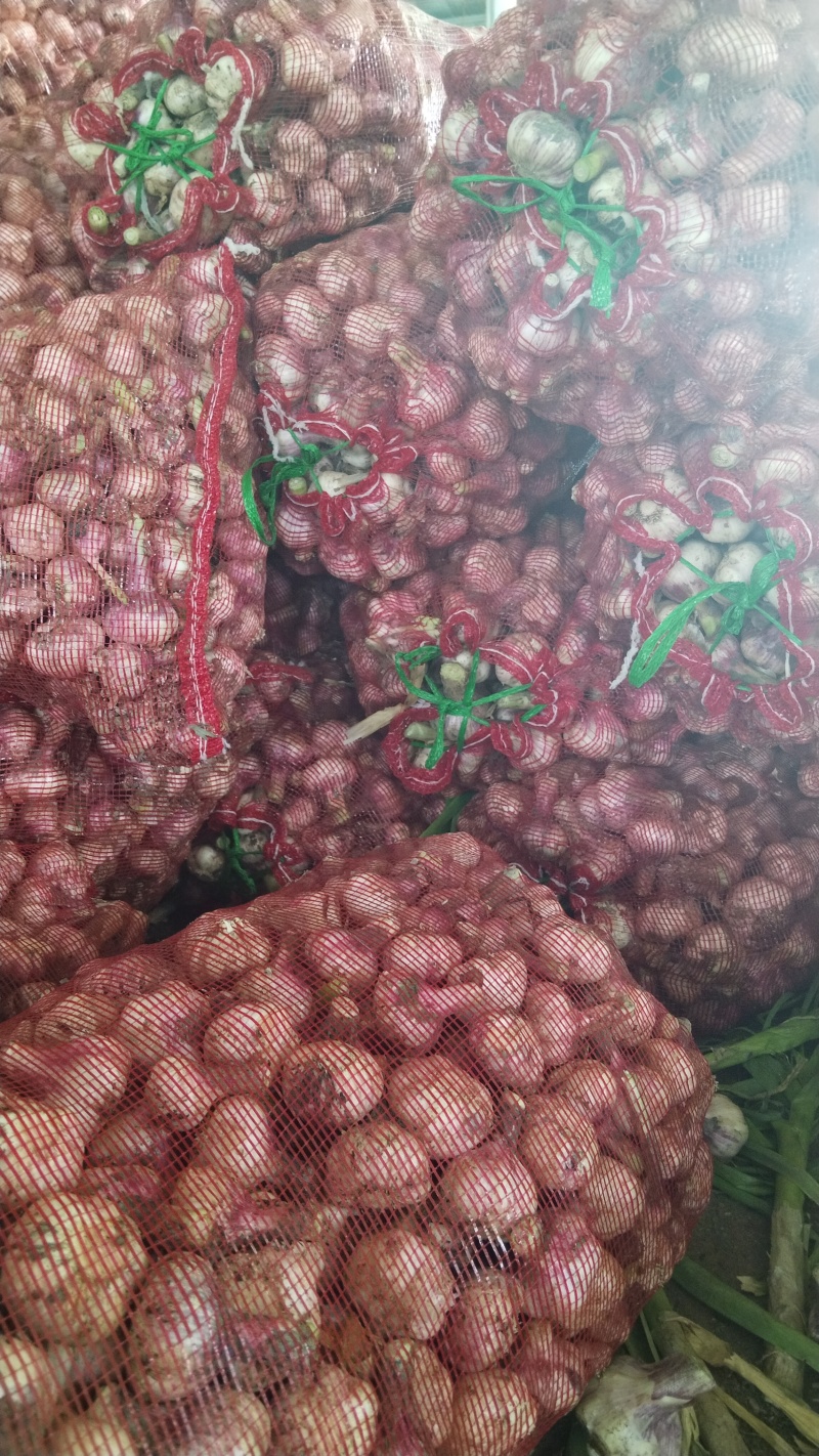 河南鲜大蒜大量出货