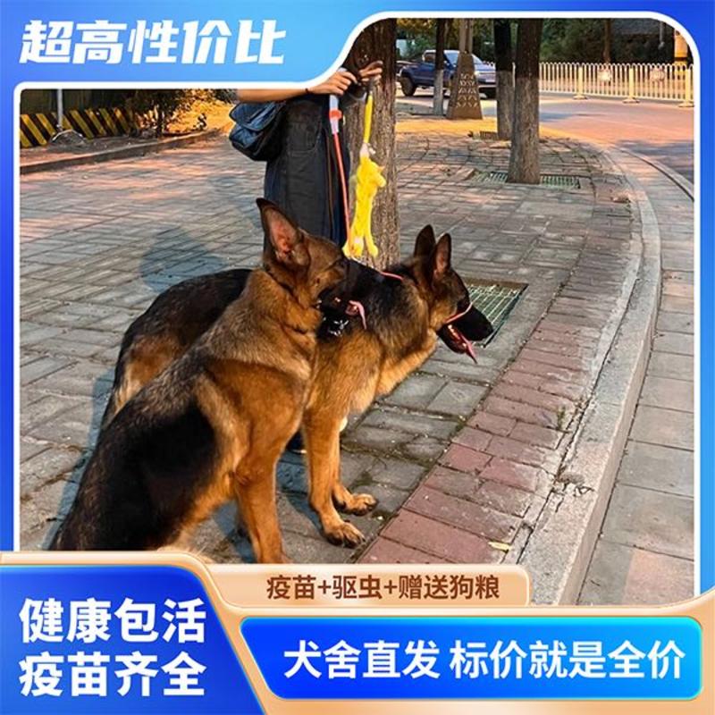 纯种黑背德牧活体幼犬德牧犬狼狗警犬一代平背德牧放牧牛羊三个月