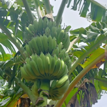 芭蕉，香蕉，海南粉蕉，小米蕉，种植户便宜出