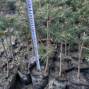 冷杉杯苗小苗，定植树