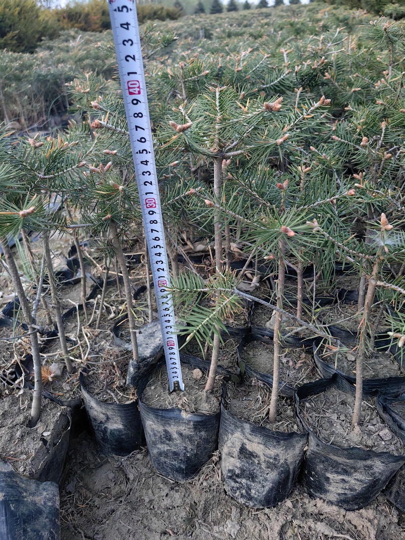 冷杉杯苗小苗，定植树