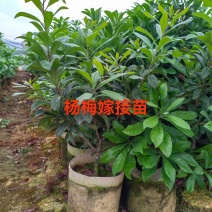 杨梅苗
