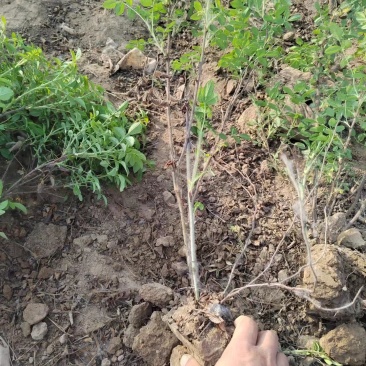 四季玫瑰营养钵苗四季玫瑰60-80公分四季玫瑰玫瑰花基地