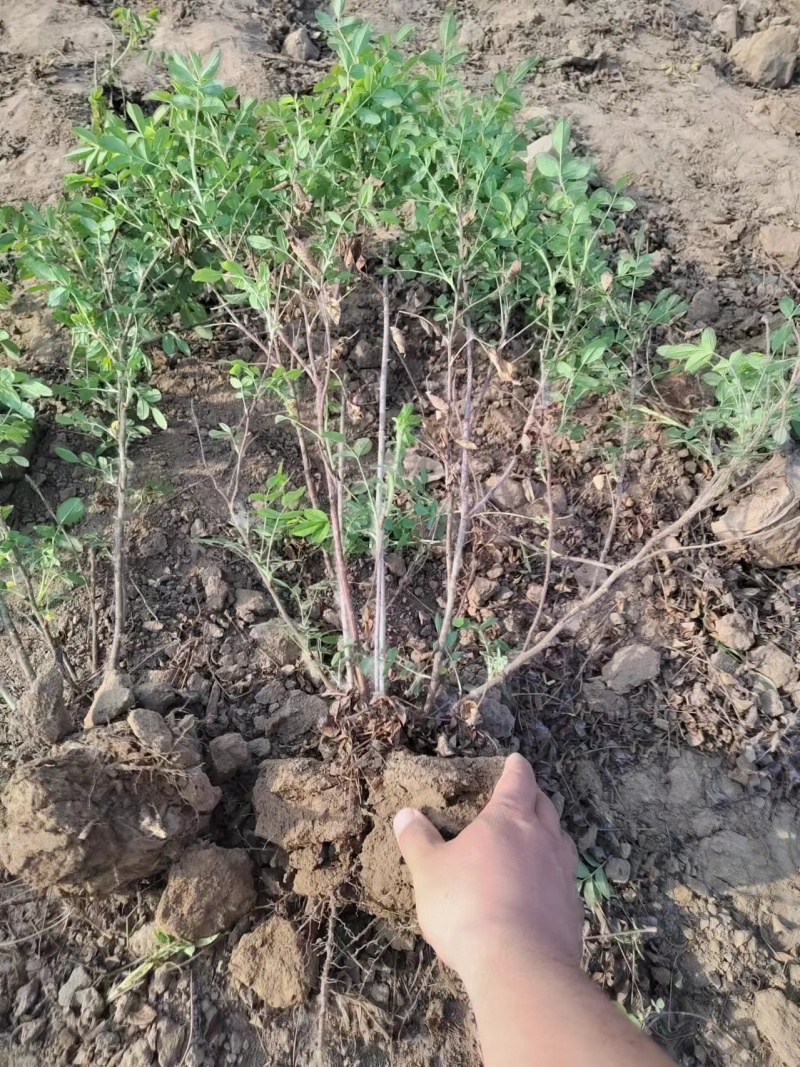 四季玫瑰营养钵苗四季玫瑰60-80公分四季玫瑰玫瑰花基地