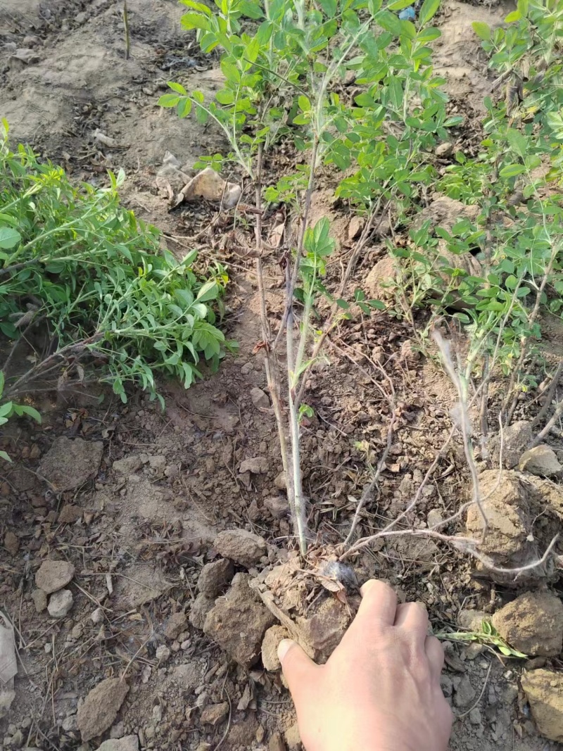 四季玫瑰营养钵苗四季玫瑰60-80公分四季玫瑰玫瑰花基地