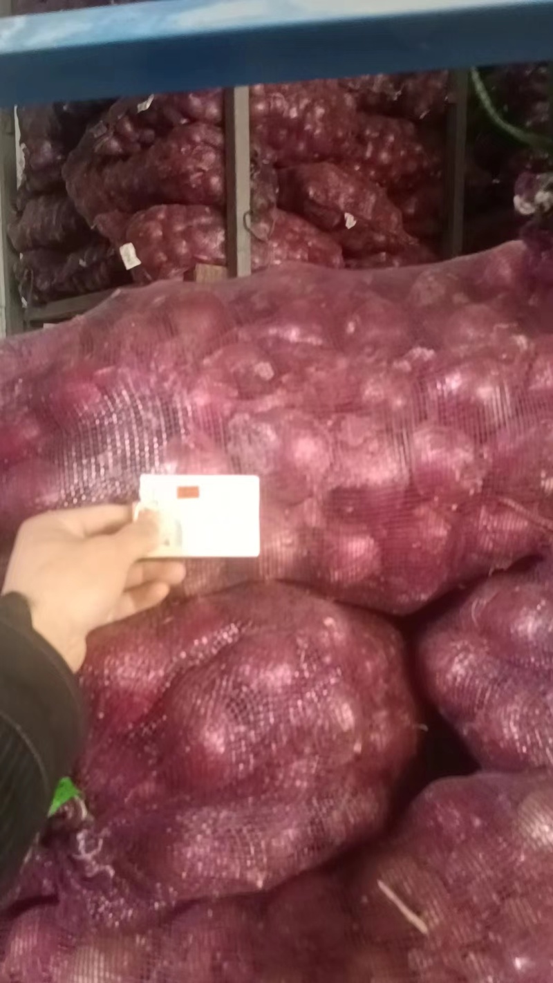 洋葱头，小葱头