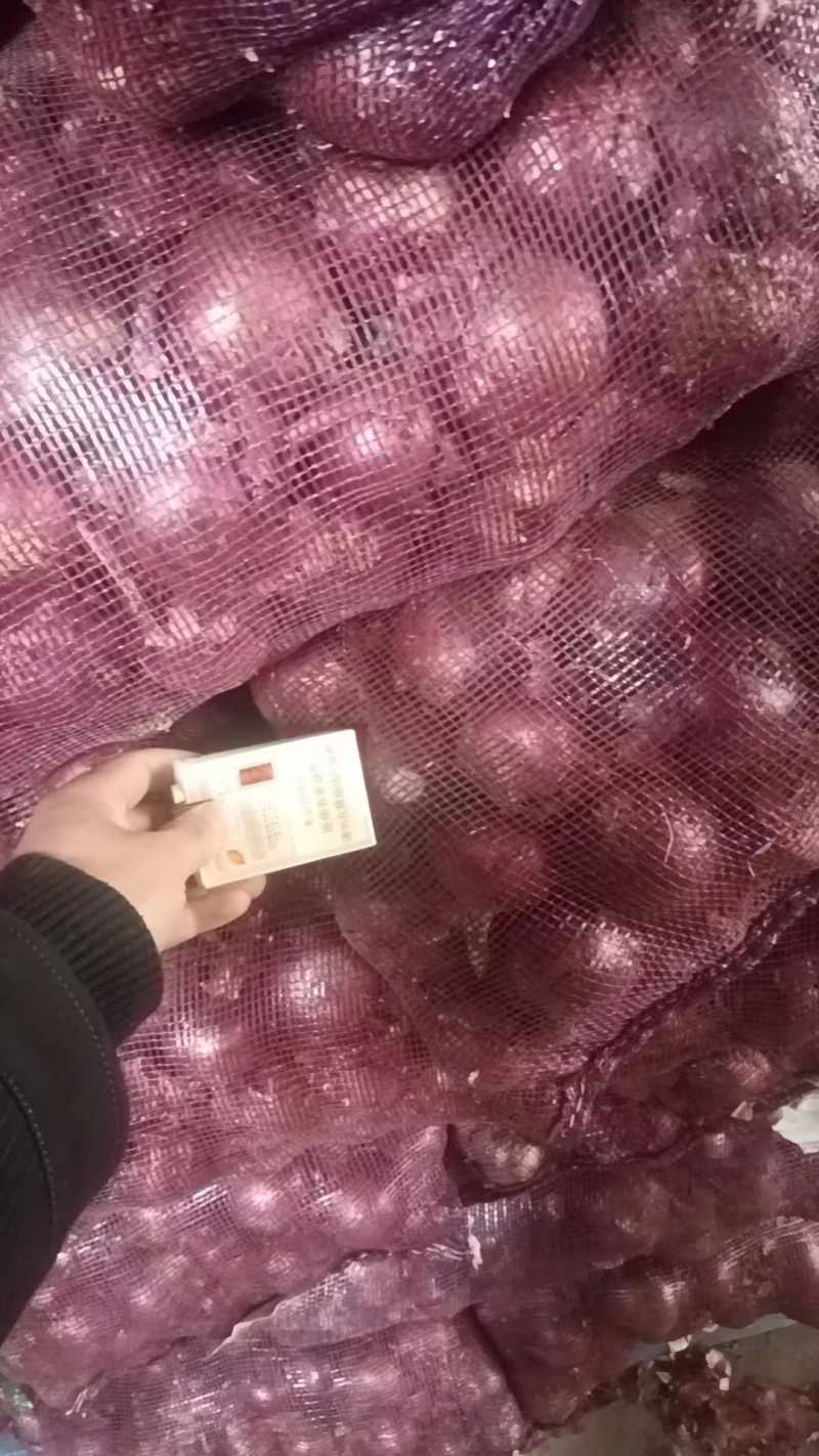 洋葱头，小葱头