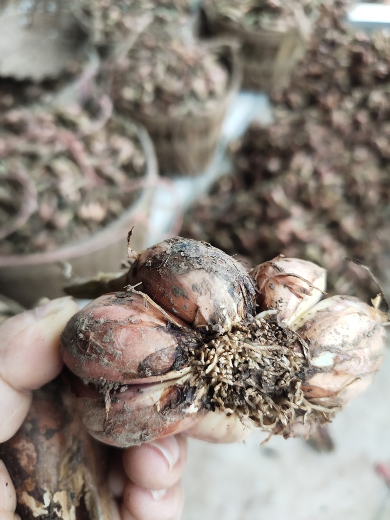 洋葱头，小葱头