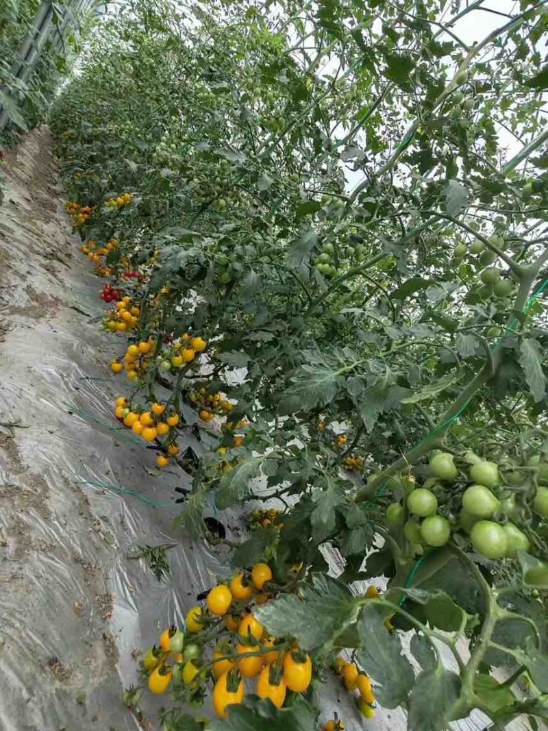 成都本地货超甜千禧圣女果千禧樱桃基地直发大成都可送货