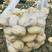 四川土豆洋芋荷兰十五V7沃土西森等品种大量供应欢迎全国客