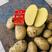 四川土豆洋芋荷兰十五V7沃土西森等品种大量供应欢迎全国客