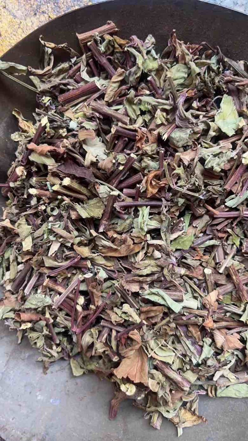 猫须草切段猫须草