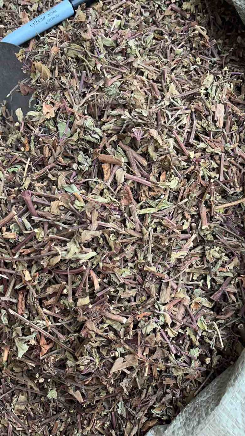 猫须草切段猫须草