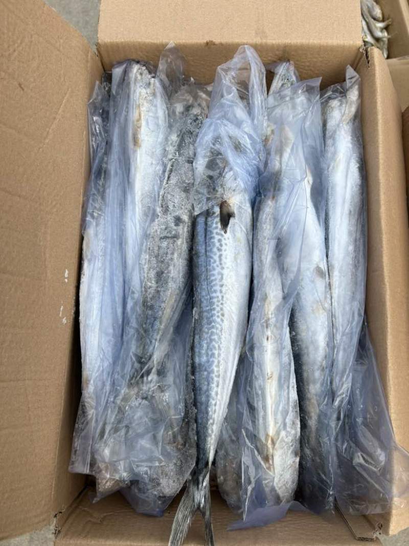 燕尾鲅鱼，单条套袋，每条6-8两左右