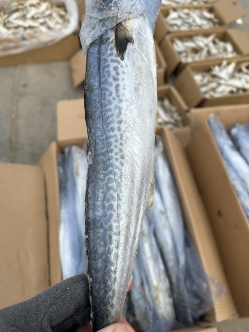 燕尾鲅鱼，单条套袋，每条6-8两左右