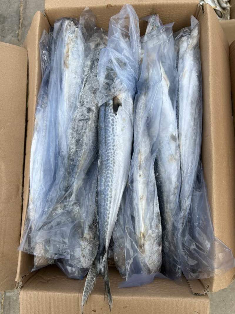 燕尾鲅鱼，单条套袋，每条6-8两左右
