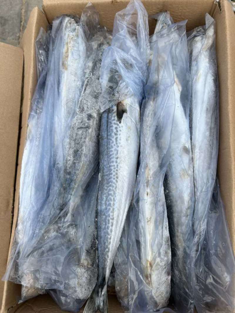 燕尾鲅鱼，单条套袋，每条6-8两左右