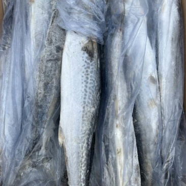 燕尾鲅鱼，单条套袋，每条6-8两左右