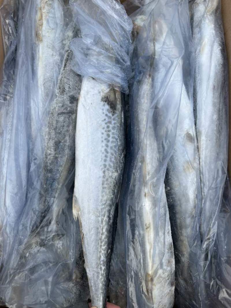 燕尾鲅鱼，单条套袋，每条6-8两左右