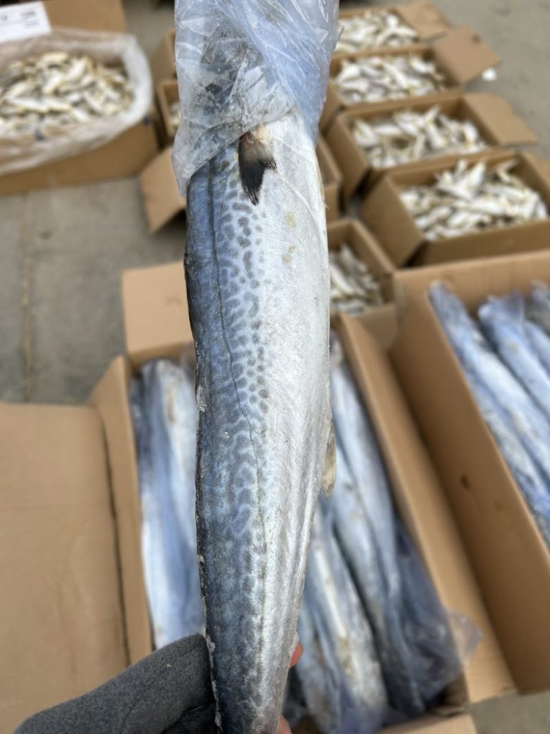 燕尾鲅鱼，单条套袋，每条6-8两左右