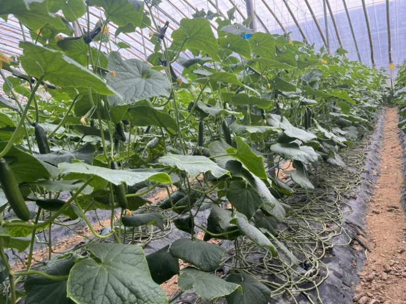水果黄瓜产地直供电商一件代发商超批发常年供应
