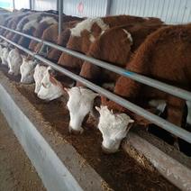 西门塔尔牛犊，小公牛，繁殖母牛，活体，小黄牛