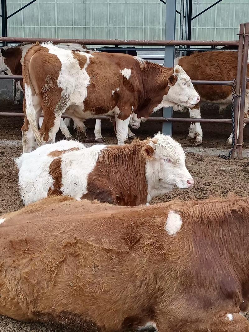 西门塔尔牛犊，小公牛，繁殖母牛，活体，小黄牛