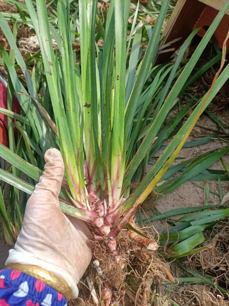 石菖蒲种苗，红心大叶家种驯化苗品种，带种植方法，正宗石菖蒲品