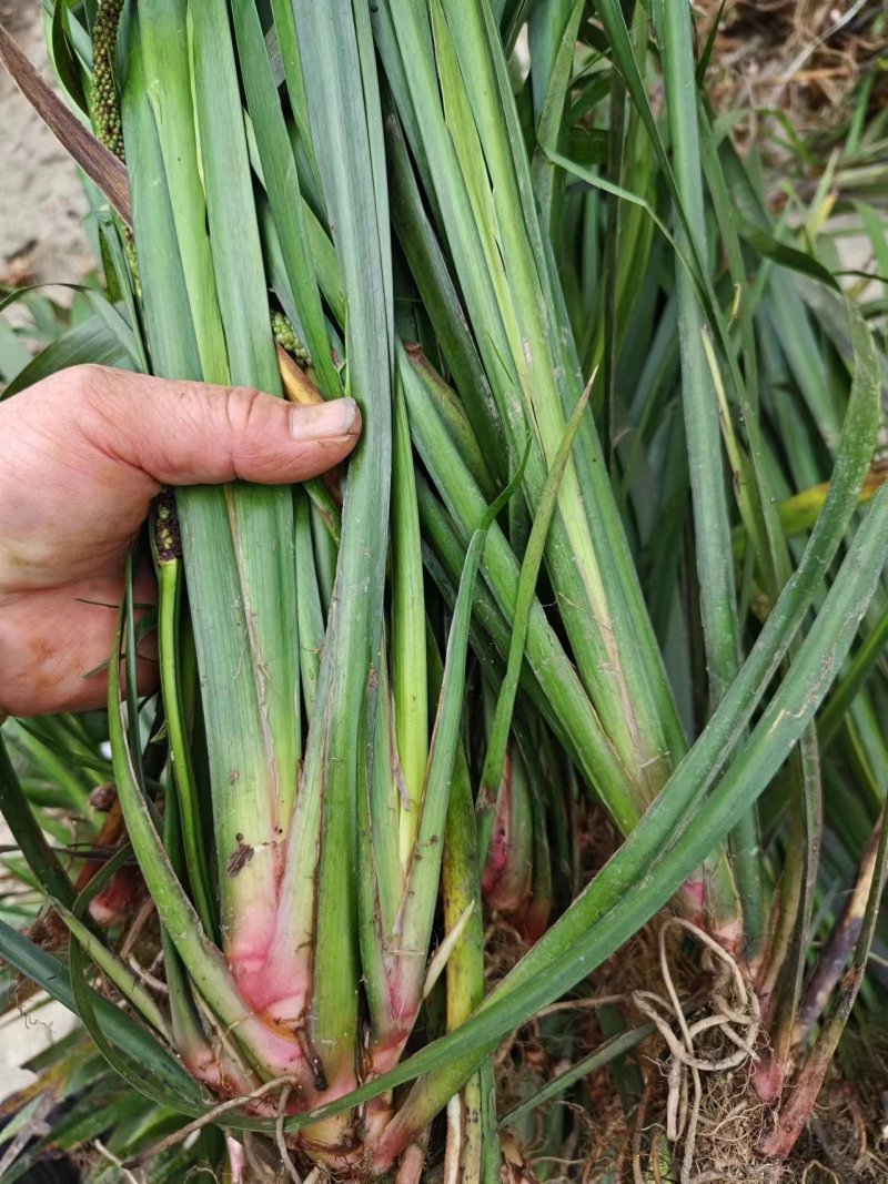 石菖蒲种苗，红心大叶家种驯化苗品种，带种植方法，正宗石菖蒲品