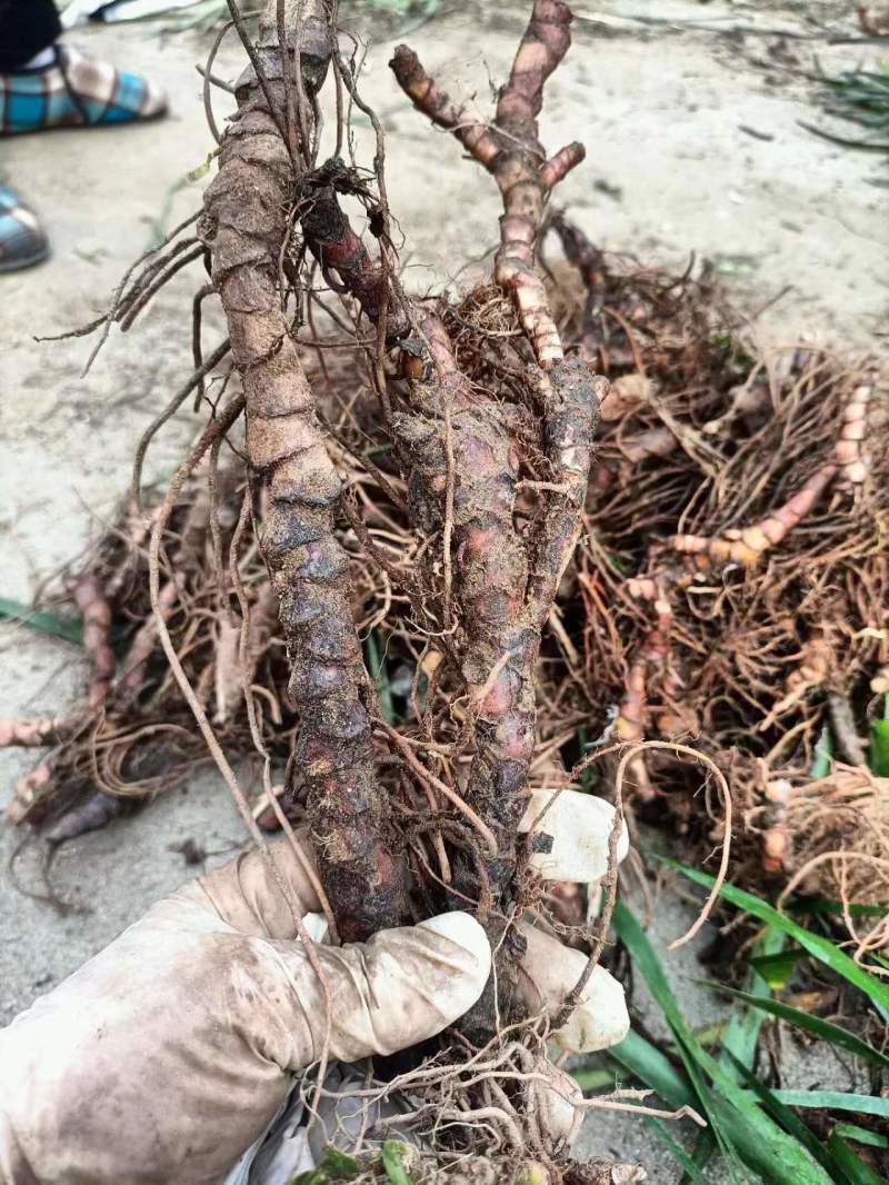 石菖蒲种苗，红心大叶家种驯化苗品种，带种植方法，正宗石菖蒲品