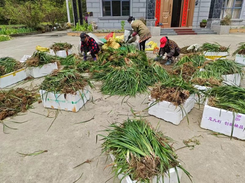 石菖蒲种苗，红心大叶家种驯化苗品种，带种植方法，正宗石菖蒲品