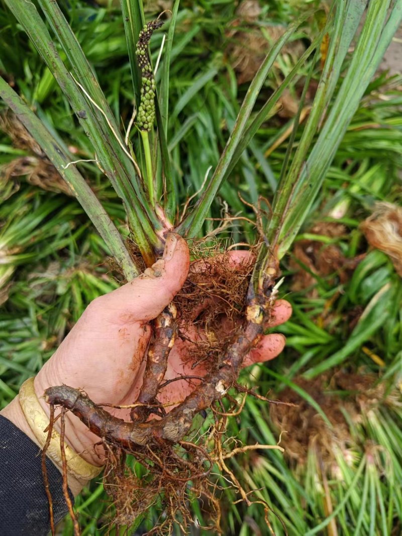 石菖蒲种苗，红心大叶家种驯化苗品种，带种植方法，正宗石菖蒲品