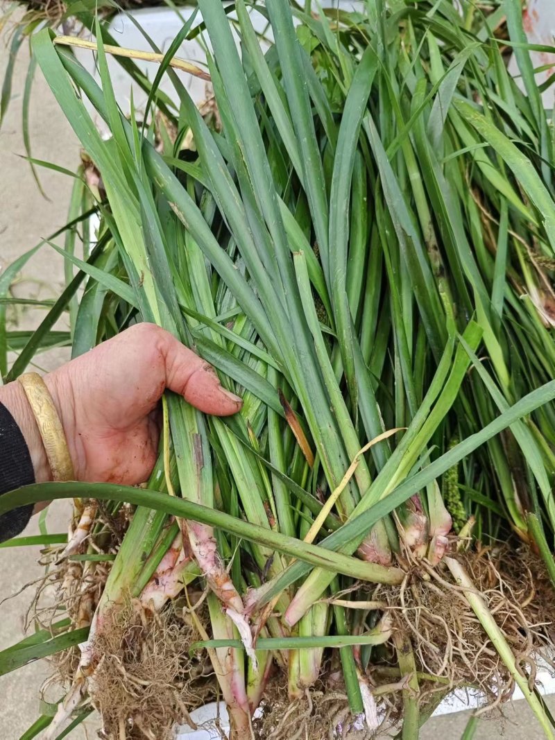 石菖蒲种苗，红心大叶家种驯化苗品种，带种植方法，正宗石菖蒲品