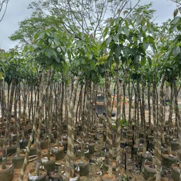 绣球紫花风铃木骨架苗6～15公分规格齐全欢迎老板来电咨询