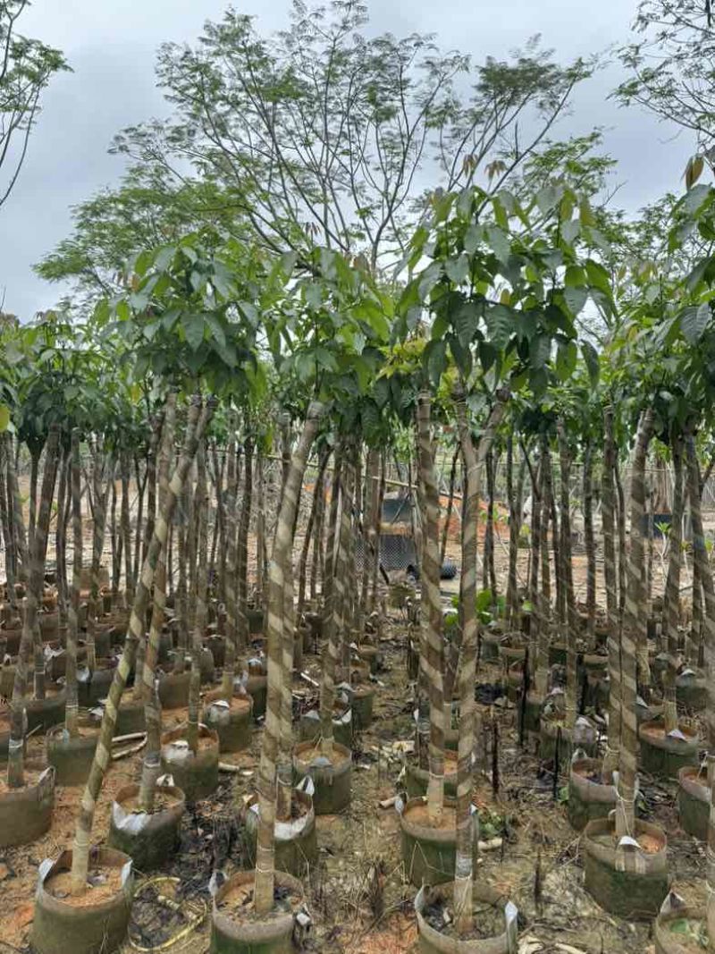 绣球紫花风铃木骨架苗6～15公分规格齐全欢迎老板来电咨询