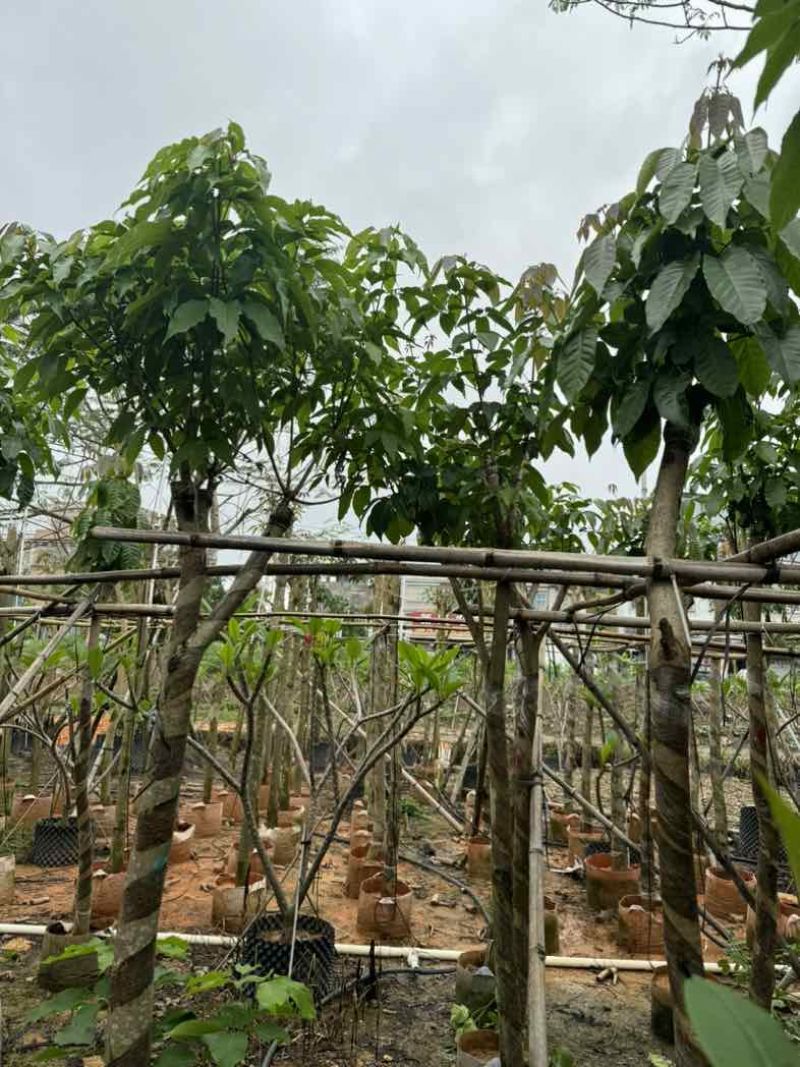 绣球紫花风铃木骨架苗6～15公分规格齐全欢迎老板来电咨询