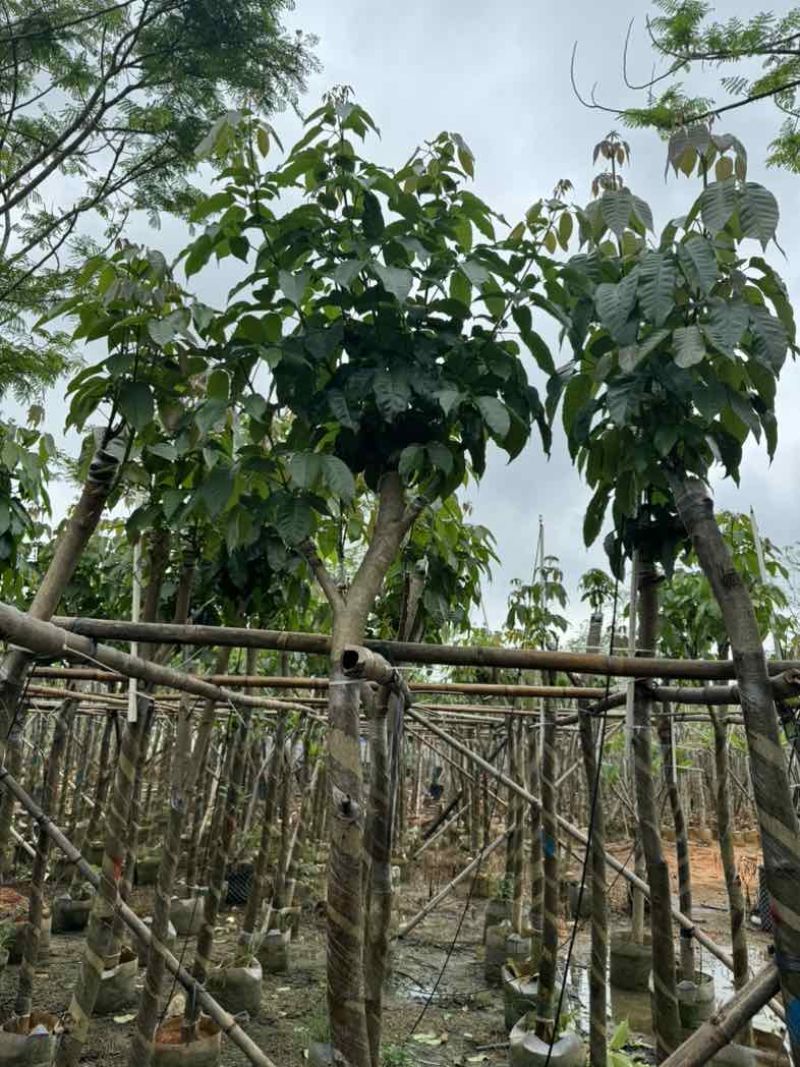 绣球紫花风铃木骨架苗6～15公分规格齐全欢迎老板来电咨询