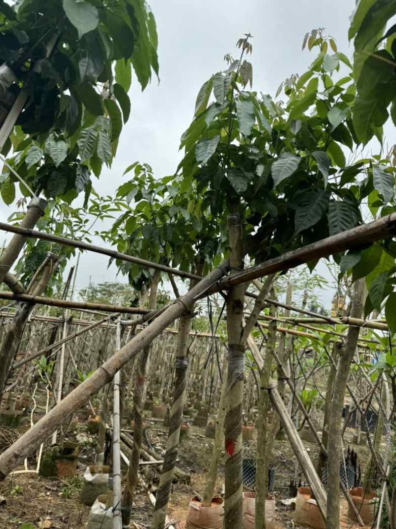 绣球紫花风铃木骨架苗6～15公分规格齐全欢迎老板来电咨询