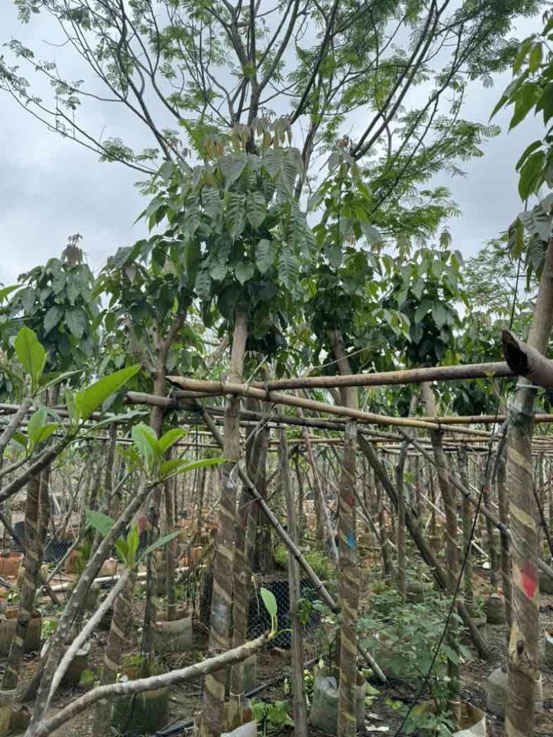 绣球紫花风铃木骨架苗6～15公分规格齐全欢迎老板来电咨询