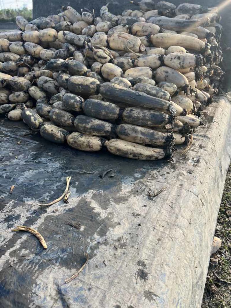 又白又大的精品塘藕