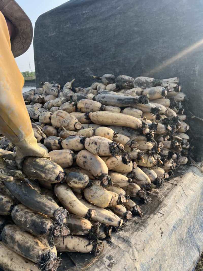 又白又大的精品塘藕