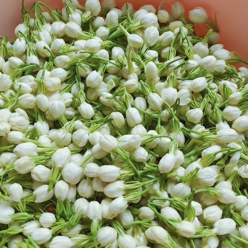 长效供应茉莉花规格齐全随时可聊