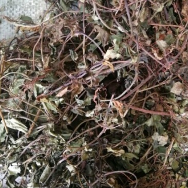 金钱草